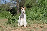 FOX TERRIER 004